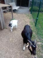 Dwerggeiten, Animaux & Accessoires, Moutons, Chèvres & Cochons, Femelle, Chèvre, 0 à 2 ans