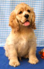 Super leuke Amerikaanse Cocker pups!, Dieren en Toebehoren, 15 weken tot 1 jaar, Buitenland, CDV (hondenziekte), Meerdere