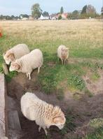 4 rammen Ouessant, Dieren en Toebehoren, Schapen, Geiten en Varkens