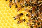 Carnica bijen te koop, Meerdere dieren, Bijen
