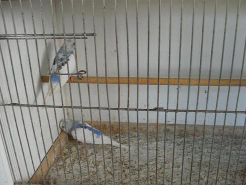jong koppel grasparkieten, Dieren en Toebehoren, Vogels | Parkieten en Papegaaien