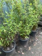 Fargesia murielia en nitida, Tuin en Terras, Planten | Struiken en Hagen, Ophalen