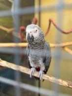 Koppel grijze roodstaart, Dieren en Toebehoren, Vogels | Parkieten en Papegaaien, Meerdere dieren, Papegaai, Pratend