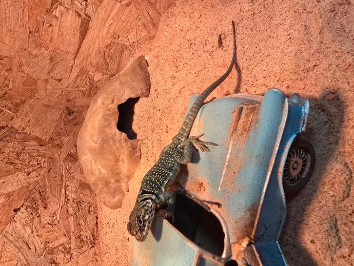 Koppel halsbandleguanen blue, Dieren en Toebehoren, Reptielen en Amfibieën, Amfibie