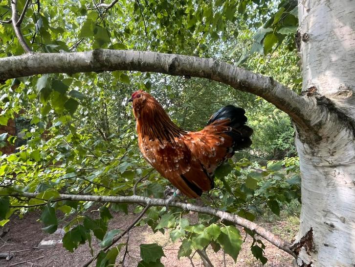 Antwerpse baardkrielen haantjes, Dieren en Toebehoren, Pluimvee, Kip, Mannelijk