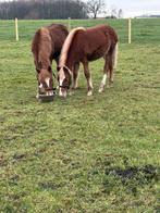 2 poulains D-Pony à vendre, Animaux & Accessoires, Poneys, Vermifugé, Poney de récréation, Poney D (1.37 m à 1.48m), Ne s'applique pas