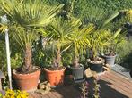 Palm planten, Ophalen of Verzenden