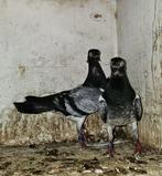 Hoogvliegers Boedapest Tipplers Deres 3 Koppel 2 Jonge, Animaux & Accessoires, Oiseaux | Pigeons, Autres espèces