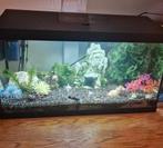 Aquarium met vissen, Dieren en Toebehoren, Ophalen, Gebruikt
