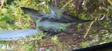 Maanvissen  beschikbaar voor biedingen