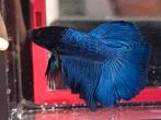 Halfmoon betta man Royal blue, Dieren en Toebehoren, Vissen | Aquariumvissen