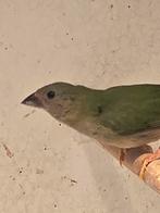 Fornes papegaai amadines, Dieren en Toebehoren, Vogels | Overige Vogels, Geringd