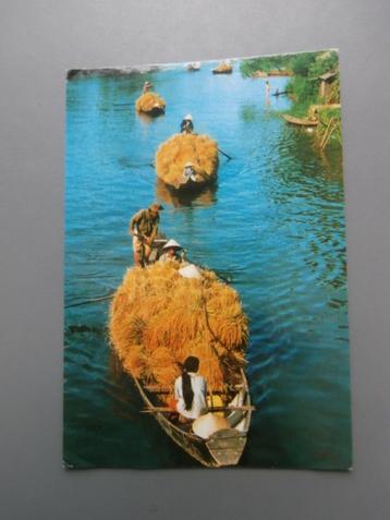 Ansichtkaart Vietnam Rijst Oogst