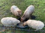 Houtland - Houtlander bok en ooien, Dieren en Toebehoren, Schapen, Geiten en Varkens, Meerdere dieren, Schaap