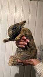 Lieve kleurdwerg mix, Dieren en Toebehoren, Vogels | Overige Vogels