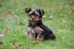 Chiots Yorkshire Terrier à vendre - Les deux parents présent, Animaux & Accessoires, Parvovirose, Plusieurs, Yorkshire Terrier