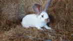 Reuzevlinder lotharinger te koop, Dieren en Toebehoren, Konijnen
