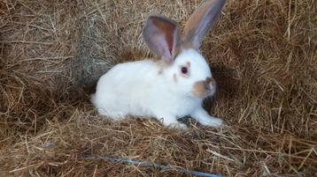 Reuzevlinder lotharinger te koop