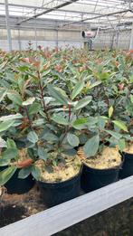 Photinea fraseri ‘Carre Rouge’ groenblijvende haagplant 🥀🦋, Tuin en Terras, Zomer, Ophalen