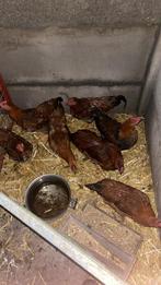 Hanen, Dieren en Toebehoren, Pluimvee, Mannelijk, Kip