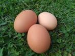 BIO Eieren te koop, Dieren en Toebehoren