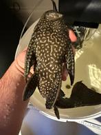 Groote Pleco Vis, Dieren en Toebehoren, Vis