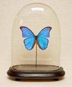 blauwe morpho in stolp, Verzamelen, Dierenverzamelingen, Ophalen, Nieuw, Insect, Opgezet dier