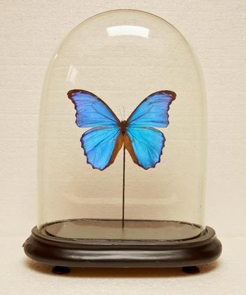 blauwe morpho in stolp beschikbaar voor biedingen