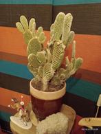 OPUNTIA grote cactus groene kamerplant, Huis en Inrichting, Kamerplanten, Ophalen, Halfschaduw, Cactus, Minder dan 100 cm