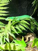 Gastropholis prasina trio 1.2.0, Dieren en Toebehoren, Reptielen en Amfibieën, Hagedis, Tam, 0 tot 2 jaar