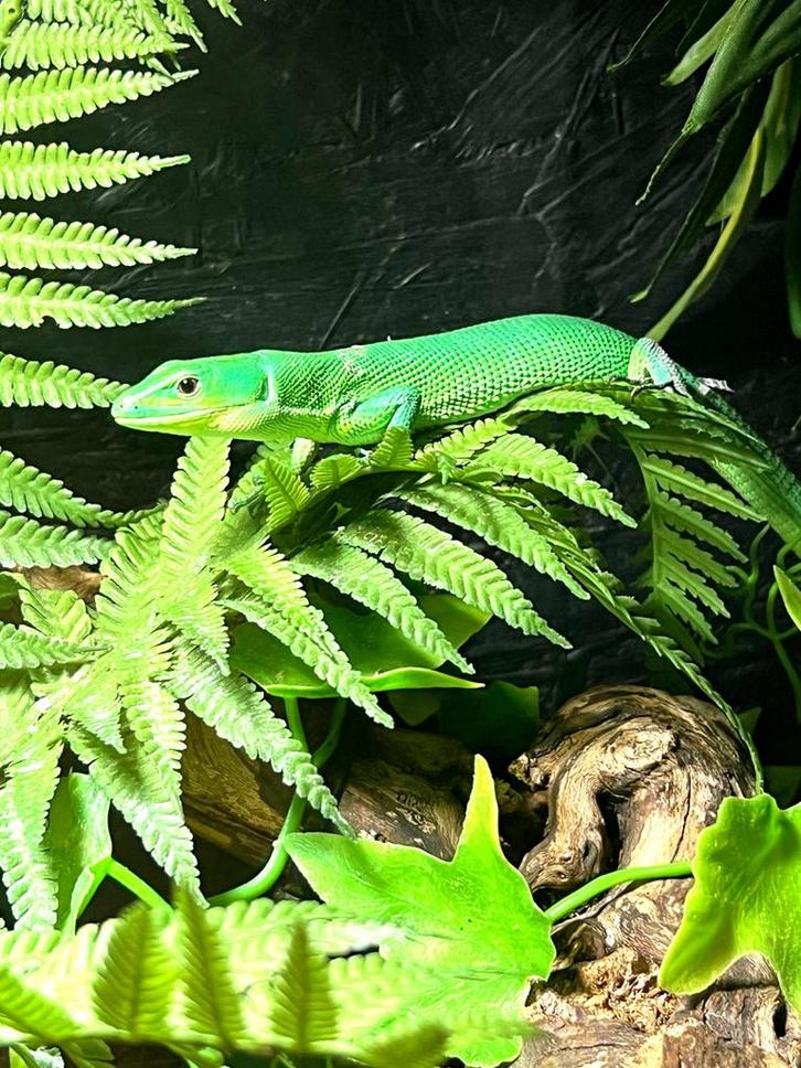 Gastropholis prasina trio 1.2.0, Dieren en Toebehoren, Reptielen en Amfibieën, Hagedis, 0 tot 2 jaar, Tam