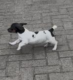 Jack Russell pup, België, Fokker | Hobbymatig, 8 tot 15 weken, Teef
