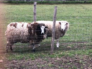begrazing met schapen