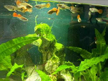 Guppies te koop disponible aux enchères