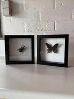 Taxidermie kever en vlinder, Verzamelen, Ophalen, Zo goed als nieuw, Insect, Opgezet dier