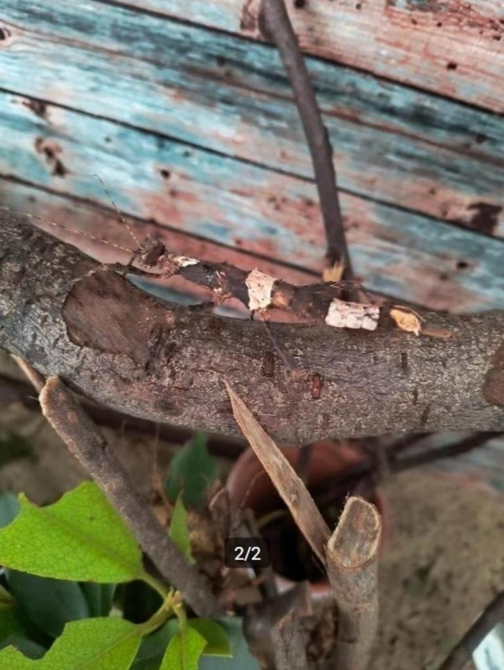 Wandelende takken gratis, Dieren en Toebehoren, Insecten en Spinnen, Wandelende tak