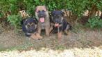 Duitse herder pups te koop, Animaux & Accessoires, Chiens | Bergers & Bouviers, Chien (mâle), Parvovirose, 8 à 15 semaines, Plusieurs