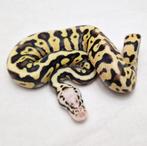 Enchi Pastel Spotnose koningspython man, Serpent, Domestique, 0 à 2 ans