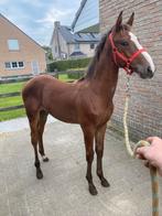 Bruin veulen, Dieren en Toebehoren, Paarden, Gechipt, Springpaard, 0 tot 2 jaar, Hengst