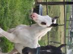 Cool Apha hengste-veulen uit overo- bloedlijn, Dieren en Toebehoren, Paarden, Minder dan 160 cm, 0 tot 2 jaar, Hengst, Westernpaard