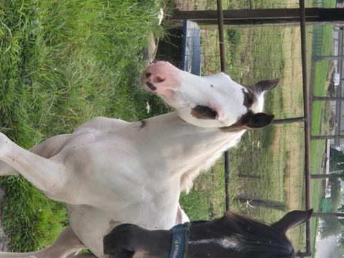 Cool Apha hengste-veulen uit overo- bloedlijn, Dieren en Toebehoren, Paarden, Hengst, Onbeleerd, Minder dan 160 cm, 0 tot 2 jaar