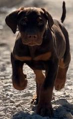 Dobermann puppy's, België, Fokker | Hobbymatig, Overige rassen, 8 tot 15 weken