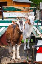 geiten, Dieren en Toebehoren, Schapen, Geiten en Varkens, Vrouwelijk, Geit, 6 jaar of ouder