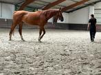 7-jarige fokmerrie, Dieren en Toebehoren, Paarden, Merrie, 170 tot 175 cm, Gechipt, 7 tot 10 jaar
