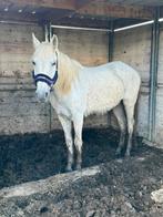 Lusitano projectmerrie, Dieren en Toebehoren, Paarden, Zadelmak, Gechipt, 11 jaar of ouder, Merrie