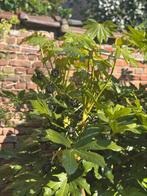 VINGERPLANT (FATSIA JAPONICA) stekjes, Tuin en Terras, Vaste plant, Halfschaduw, Herfst, Ophalen