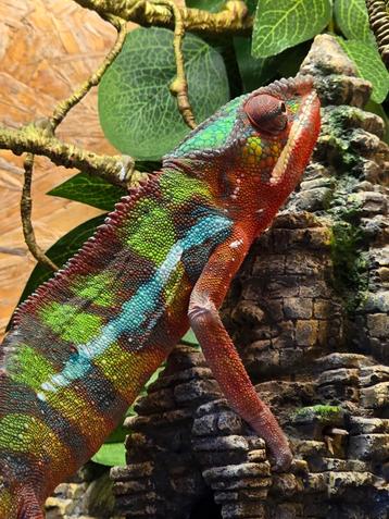 Furcifer pardalis ambilobe man  beschikbaar voor biedingen
