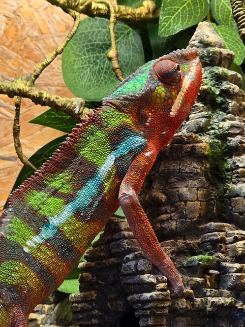 Furcifer pardalis ambilobe man, Dieren en Toebehoren, Reptielen en Amfibieën
