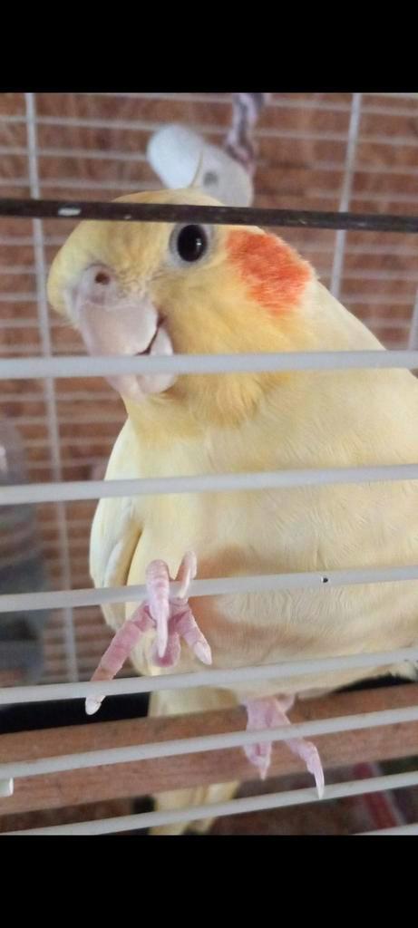 Tamme valkparkiet, Animaux & Accessoires, Oiseaux | Canaris