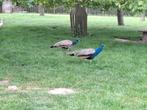 Blauwe pauwen, Dieren en Toebehoren, Pluimvee, Mannelijk, Overige soorten